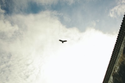 灰色建筑附近蓝天下飞翔的鸟的剪影